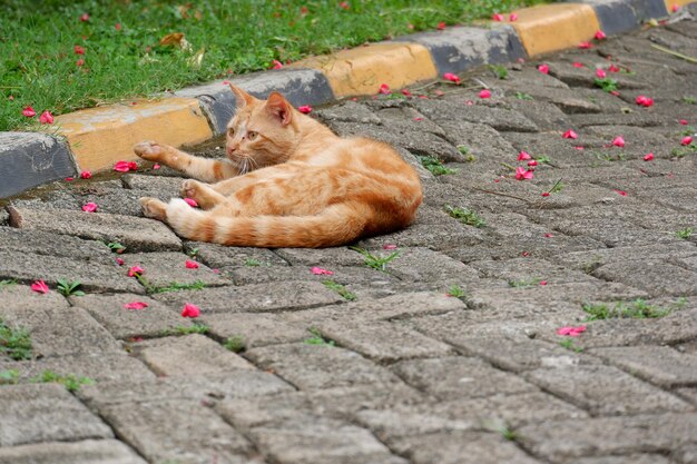 cute Stray cats or street cats