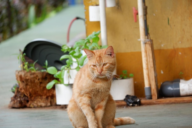 cute Stray cats or street cats