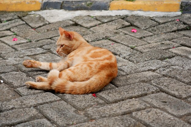 cute Stray cats or street cats