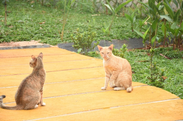 かわいい野良猫や街頭猫