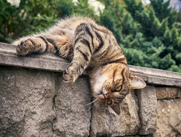 Simpatico gatto di strada nel parco