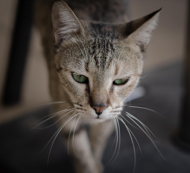 写真 緑の目を持つかわいい通りの猫