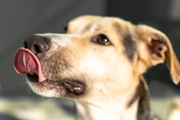 Cute street dog with his tongue hanging out