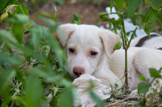 Cute street puppy dog sitting frontal and looking at camera isolated on natures background
