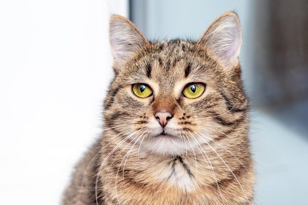 Cute striped cat sitting by the window and looking up