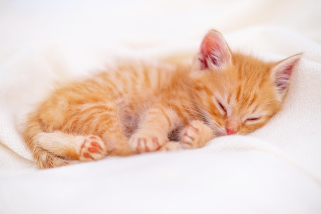 Cute striped ginger kitten sleeping lying white blanket on bed concept of adorable little cats relax