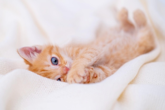 Cute striped ginger kitten sleeping lying white blanket on bed concept of adorable little cats relax