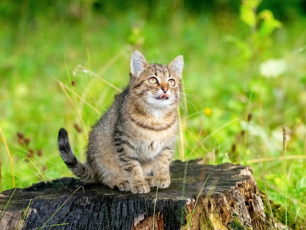 切り株の庭でかわいい縞模様の子猫