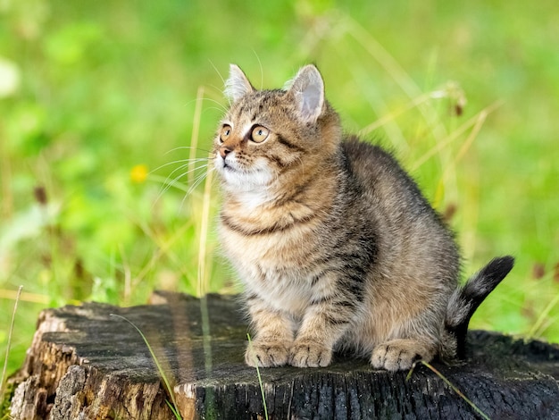 切り株の庭でかわいい縞模様の子猫