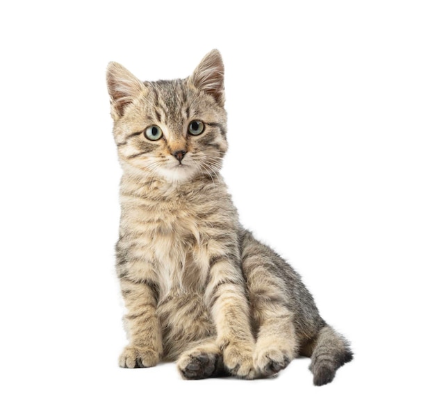 Cute striped kitten isolated on a white background.