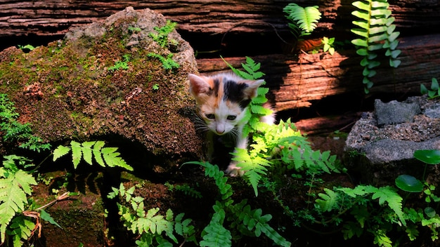 Cute a striped kitten playing in Park in green garden