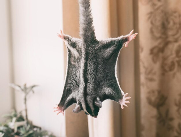 Photo cute sugar glider at home