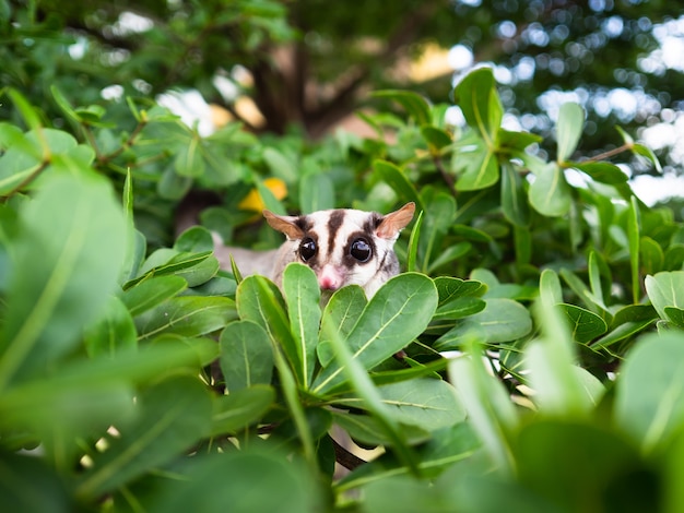 Cute Sugar Glider is playing on the tree.