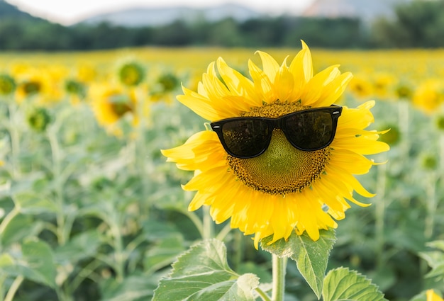 cute sunflower wear sunglass 