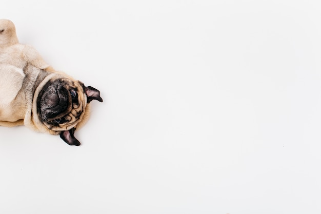 Foto cane sorpreso carino sdraiato sul pavimento