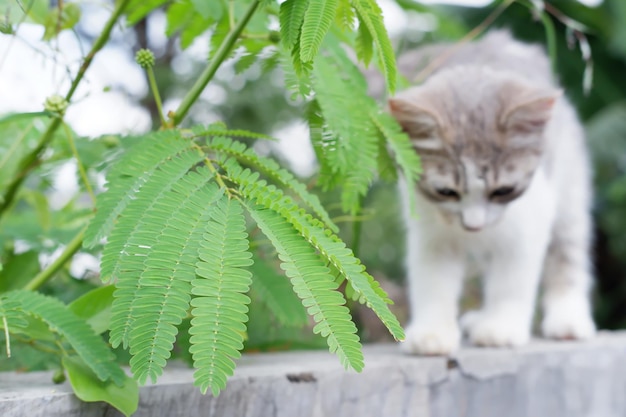 Foto simpatico e dolce gattino