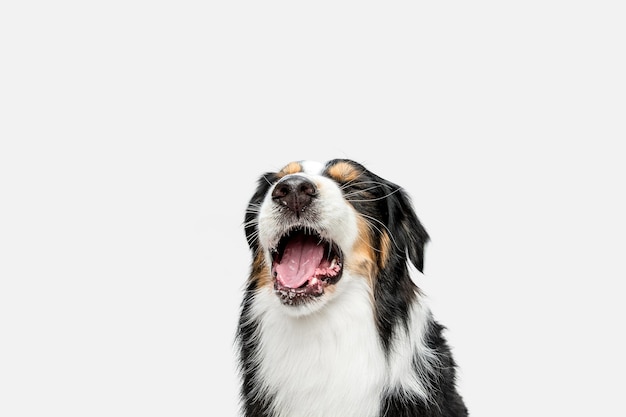 Cute sweet puppy of Australian Shepherd or pet posing isolated on white wall.