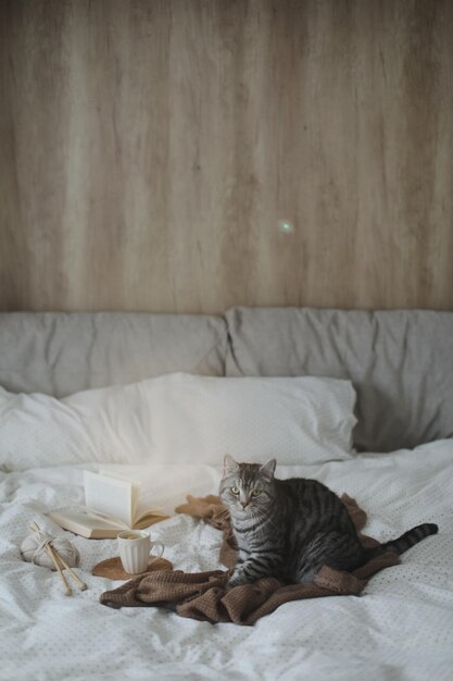 따뜻한 담요 Hygge 개념에 침대에 귀여운 태비 고양이 게으른 주말 아늑한 가정 분위기