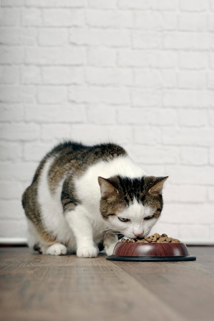 Foto piccolo gatto tabby che mangia cibo secco da una ciotola di cibo immagine verticale con spazio di copia