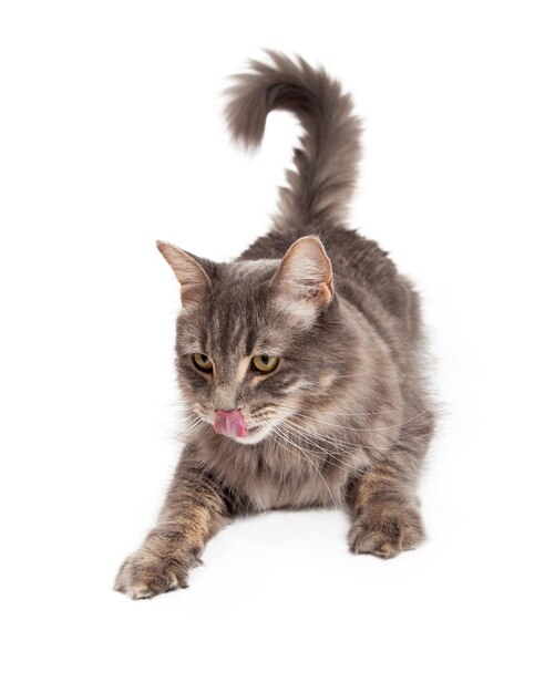 Cute Tabby Cat Licking Lips