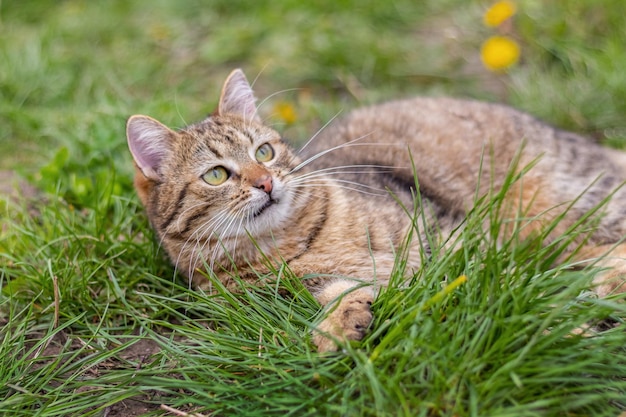 A cute tabby cat lies in the garden on green grass