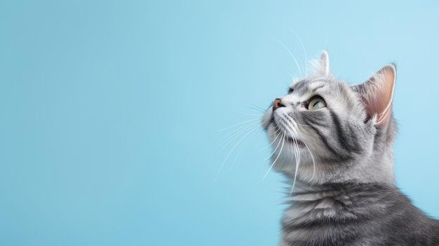 Cute tabby cat looking up on blue background with copy space generative ai