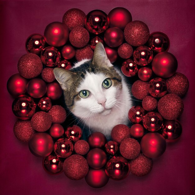 Photo cute tabby cat peeking curious through a red christmas wreath square image