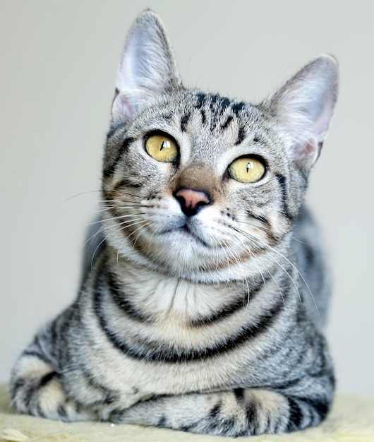 Cute tabby cat pet animal