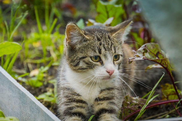 Cute tabby cat rest in the garden