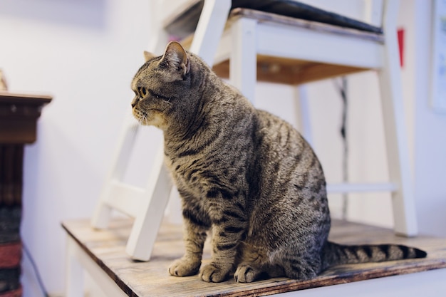 Cute tabby cat sitting on rustic wooden chair relaxing on retro in home.