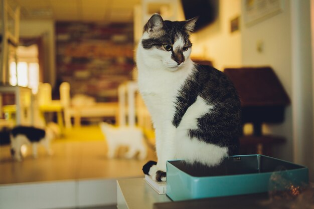 Cute tabby cat sitting on rustic wooden chair relaxing on retro in home.