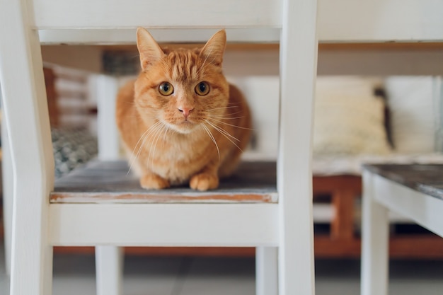 Cute tabby cat sitting on rustic wooden chair relaxing on retro in home.