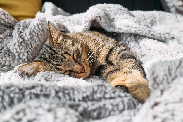 Cute tabby cat sleeping wrapped in warm gray plaid Striped cat napping on couch Pet in cozy cute warm home