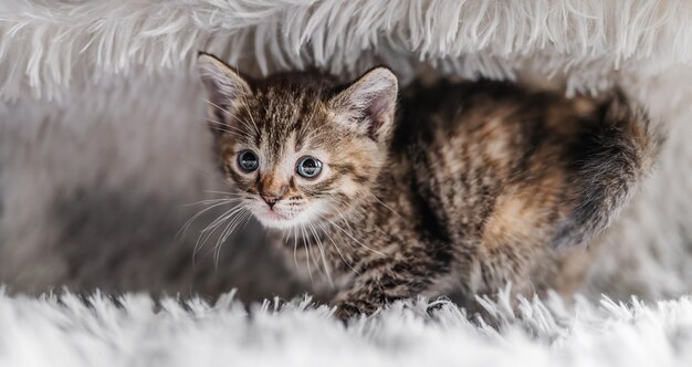 Cute tabby kitten on grey soft blanket