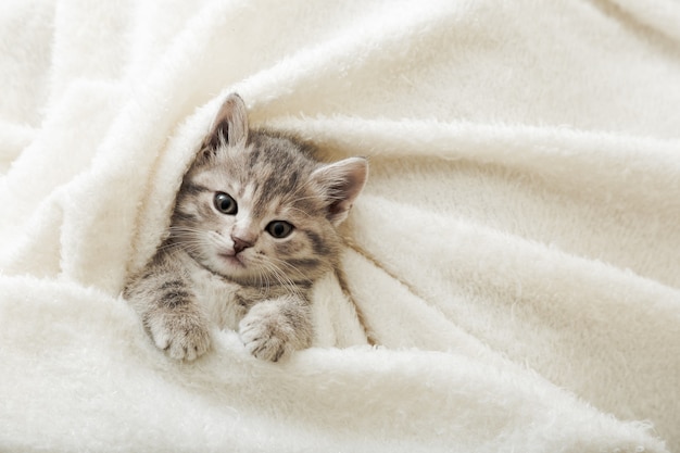 Cute tabby kitten lies on white soft blanket. Cat rest napping on bed. Comfortable pet sleeping in cozy home. Top view with copy space.