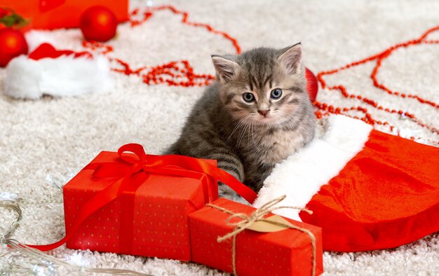 Simpatico gattino tabby vicino a natale babbo natale cappello ghirlanda luci natale regali arredamento grazioso gattino