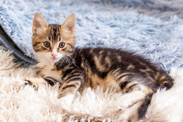 Cute tabby kitten, pet animal.