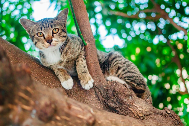 Cute tabby Kitten Relaxing on top of Tree.