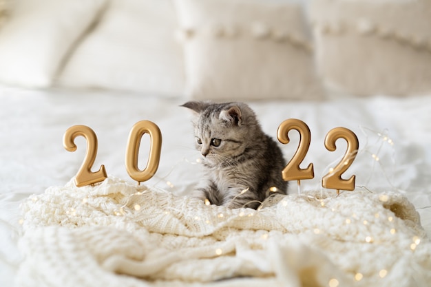 A cute tabby kitten of the sits on a knitted blanket good new year spirit happy new year