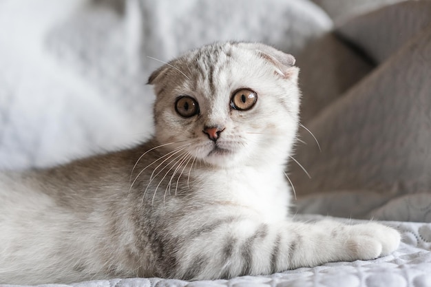 Симпатичный полосатый котенок сидит на диване милый шотландский вислоухий котенок
