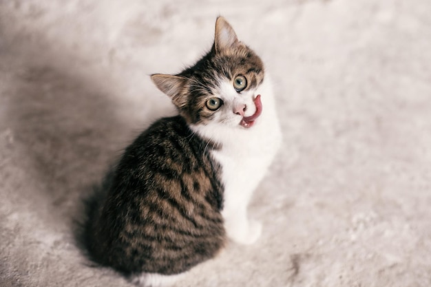 Cute tabby kitten with sweet looking eyes yawning on background of grey wall Adorable homeless kitty licking with tongue after delicious meal Copy space Adoption concept