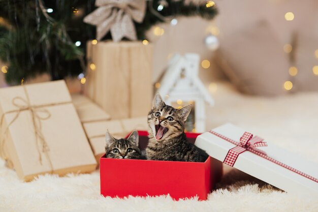 Фото Симпатичные полосатые котята, сидящие в красной рождественской коробке.