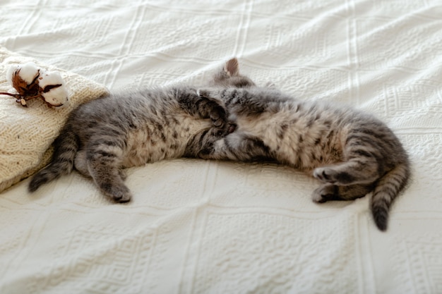 Cute tabby kittens sleeping while hugging