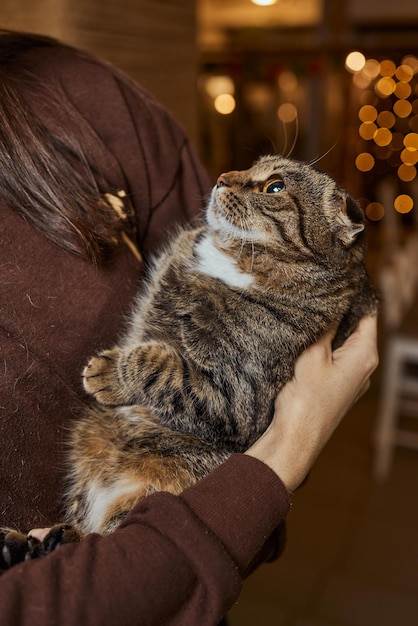 Cute tabby little kitten european shorthair cat in hands.