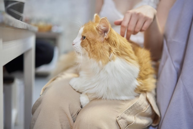 手にかわいいぶち子猫ヨーロピアンショートヘア猫