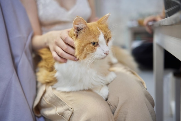 귀여운 타비 작은 새끼 고양이 유럽 짧은 털 고양이 손에