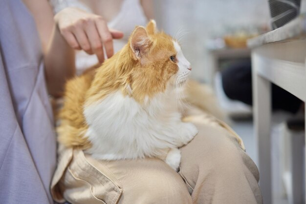 かわいいタビーキッテン ヨーロッパのショートヘアキャット