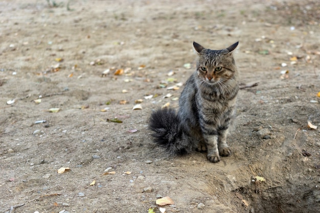 Милый полосатый бездомный кот в парке