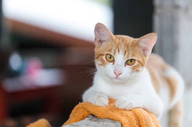 The cute thai cat is squatting, a cat look at camera, a happy\
and friendly cat