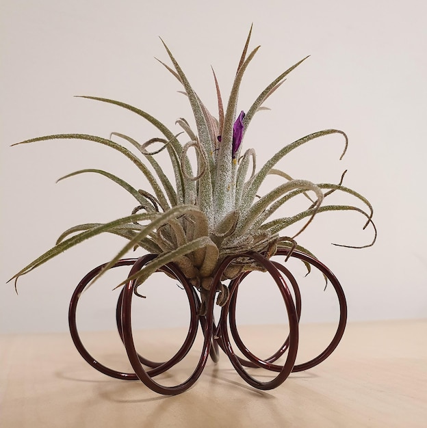 Photo cute tillandsia pruinosa on the table